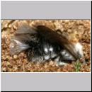 Andrena vaga - Weiden-Sandbiene -05- w17 13mm mit Faecherfluegler 5 mm.jpg